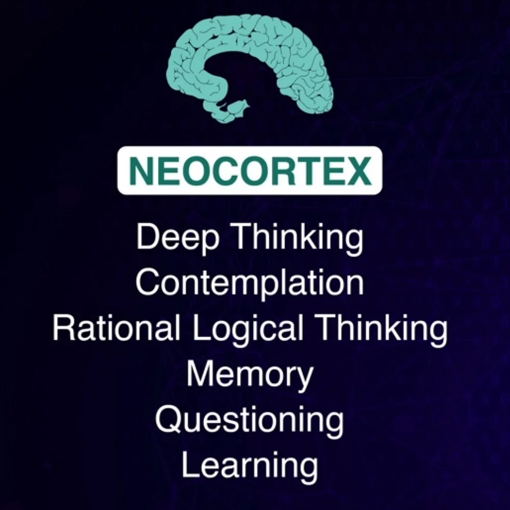 Neocortex