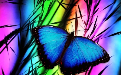 Butterfly Effect