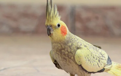 Don't be a Parrot